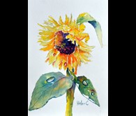 Sunflower and Raindrops