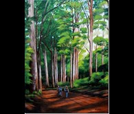 “Karri Forest Walk” Pemberton